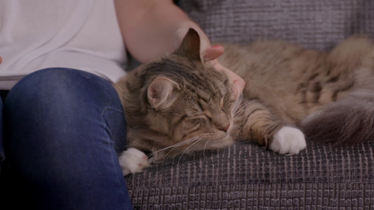Beaphar CatComfort Excellence Diffuser - успокояващ дифузер с феромони за котки с двойно действие