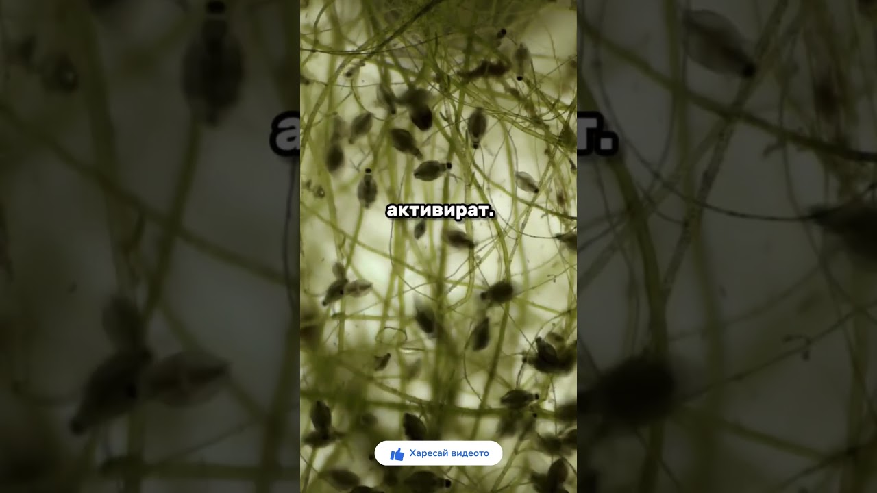 Как да защитим дома си от бълхи: Цялостен и ефективен подход