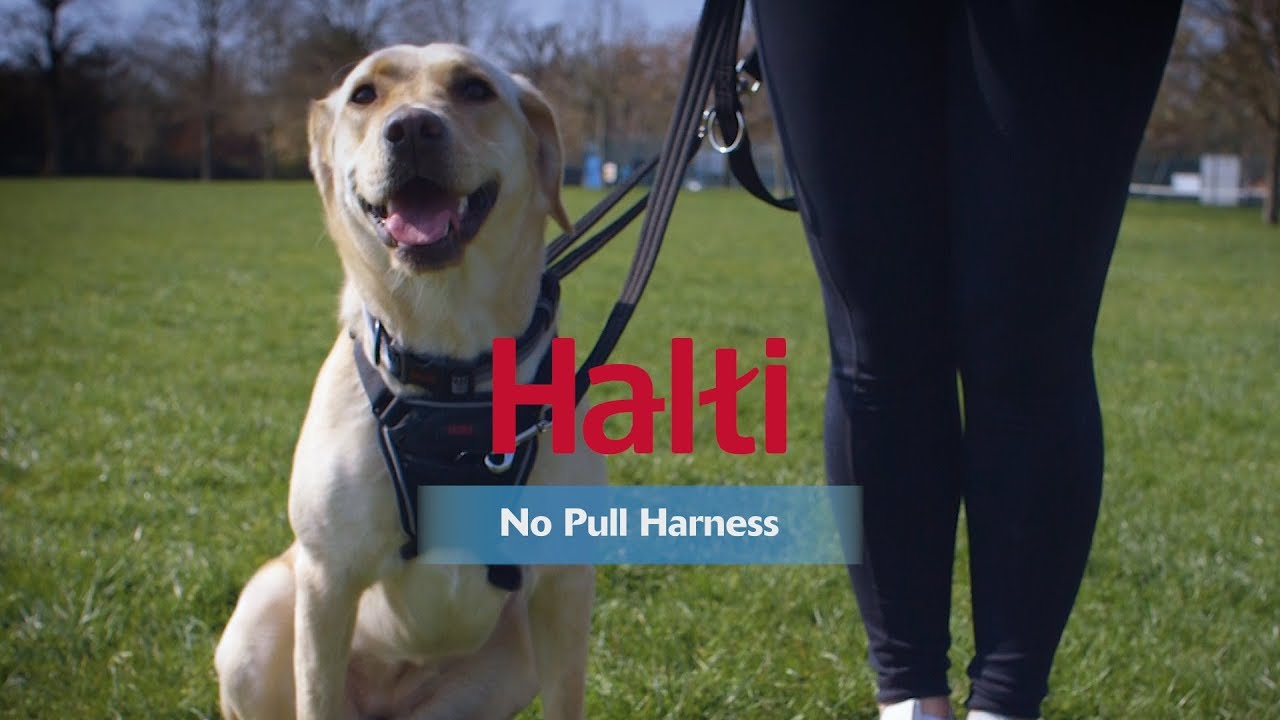 Нагръдник за кучета Halti No Pull Harness против дърпане