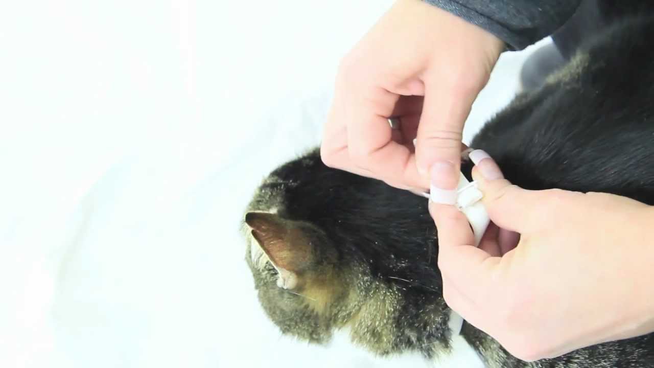 Противопаразитна каишка за котка, Beaphar
