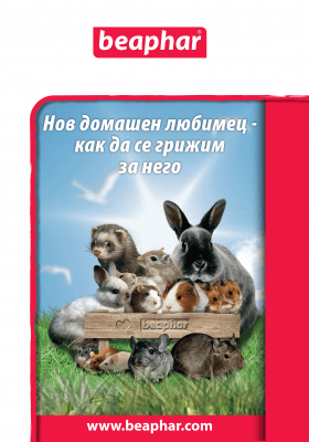 Безценни съвети за декоративни зайчета, морски свинчета, хамстери