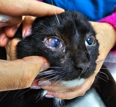 Лечение на окото на котката Лепка