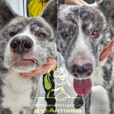 Как излекувахме Акита Мегуми от увеодерматологичния синдром