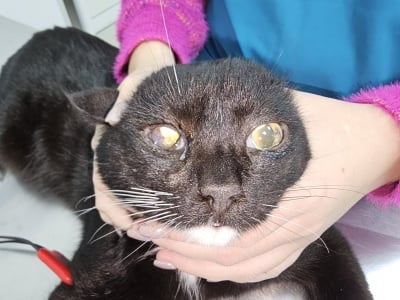 Лечение на окото на котката Лепка