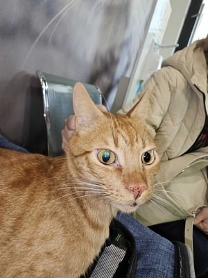 Как д-р Антонов излекува котаракът Боня от еозинофилния кератит