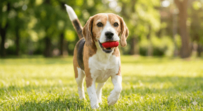 Информационен лист: Операция на катаракта (Факоемулсификация)