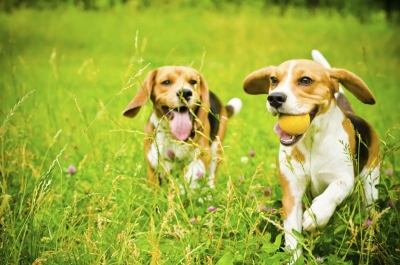 7 неща, които трябва да знаете за бълхите