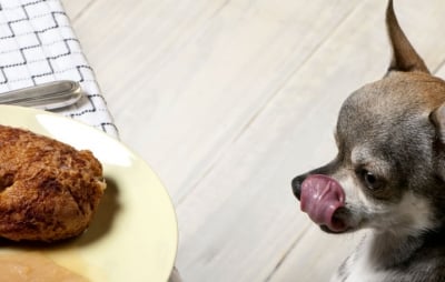 Защо кучетата толкова много обичат месо?