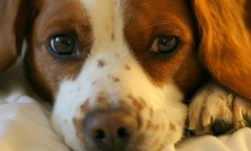 Катаракта или перде при кучетата (Част 1) | Офталмология