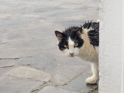 Защо котките не обичат да се мокрят