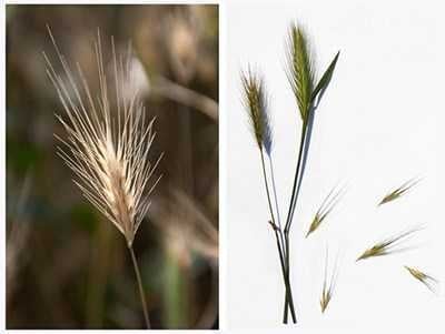 Кучетата и осилите - виж 5 важни съвета за справяне