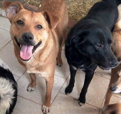 С любов на четири лапички