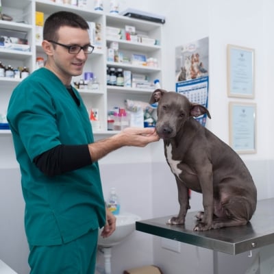 Поставяне на ваксина на куче или котка - първа, втора и трета ваксина