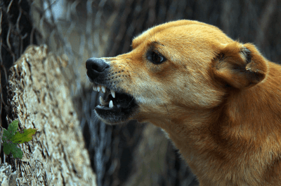 Най-често срещаните причини за проблемно поведение при кучетата