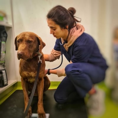 Превантивна грижа за предотвратяване на сърдечни заболявания при кучета и котки