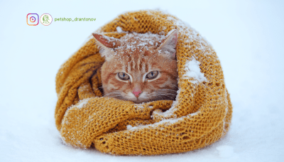 Как да се грижим за котките през зимата: Полезни Съвети