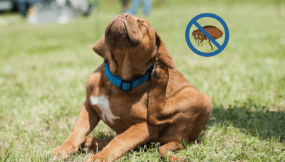 Жизнен цикъл на бълхите и значението му за правилно третиране