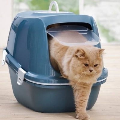 Как да спрем котето да маркира навсякъде