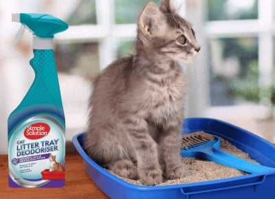 Как да се справим с неприятните миризми от котешката тоалетна?