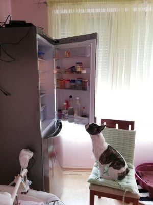 Ето ги победителите в играта &bdquo;Моето любимо куче&ldquo;