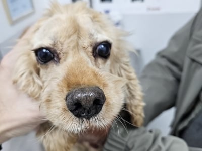 Успешна операция на катаракта възстанови зрението на кокер шпаньол на име Лари