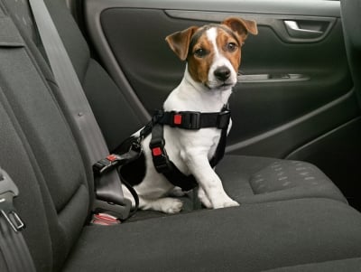 Предпазен нагръдник за куче в автомобил - Karlie