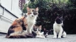Kастрация при котките - какви са ползите от нея ?