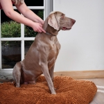 Beaphar CaniComfort Calming Collar - успокояващ нашийник с феромони за кучета