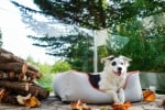 Pet Comfort Alpha водоустойчиво легло за кучета и котки, устойчивo на петна, различни цветове, S 50x60 см