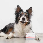 Vet Expert BioProtect - хранителна добавка за здрава чревна микрофлора при кучета и котки