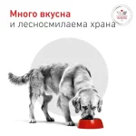 Royal Canin Diabetic/GLYCOBALANCE  - лечебна храна за кучета при диабет