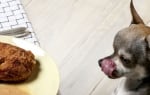 Защо кучетата толкова много обичат месо?