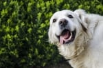 5 причини защо денталната грижа при кучетата е важна