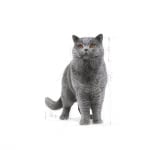 Royal Canin British Shorthair -  храна за британски късокосмести котки над 12 месеца