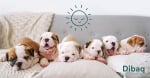 Sense Hypoallergenic Puppy - храна за малки кученца до 12-18 месеца