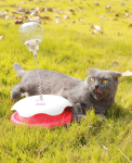 Wanpy играчка за котки