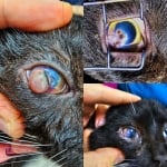 Лечение на окото на котката Лепка