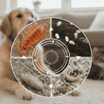 Жизнен цикъл на бълхите: Защо лечението често се проваля?