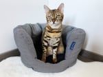 Project Blu Adriatic Cat - легло за котки, сиво 55х50х25