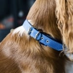 Project Blu Zambezi Collar - нашийник за кучета, кралско синьо