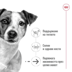 Royal Canin MINI AGEING - пауч за възрастни кучета над 7 години, 12x85g