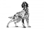 Royal Canin Anallergenic - лечебна храна за кучета над 12 месеца при хранителни алергии