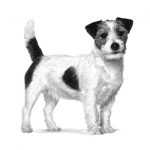 Royal Canin Satiety Weight Management Small Dog - лечебна храна за дребни породи при наднормено тегло и затлъстяване, 3 кг
