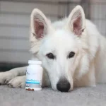 Vet Expert VetoSkin - хранителна добавка за кучета и котки, за здрава кожа и блестяща козина