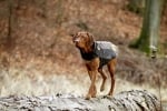 Зимно яке Touchdog с джоб - дишащо с подплата - Karlie, Германия