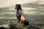 Зимно яке Touchdog с ръкохватка - дишащо с подплата - Karlie, Германия