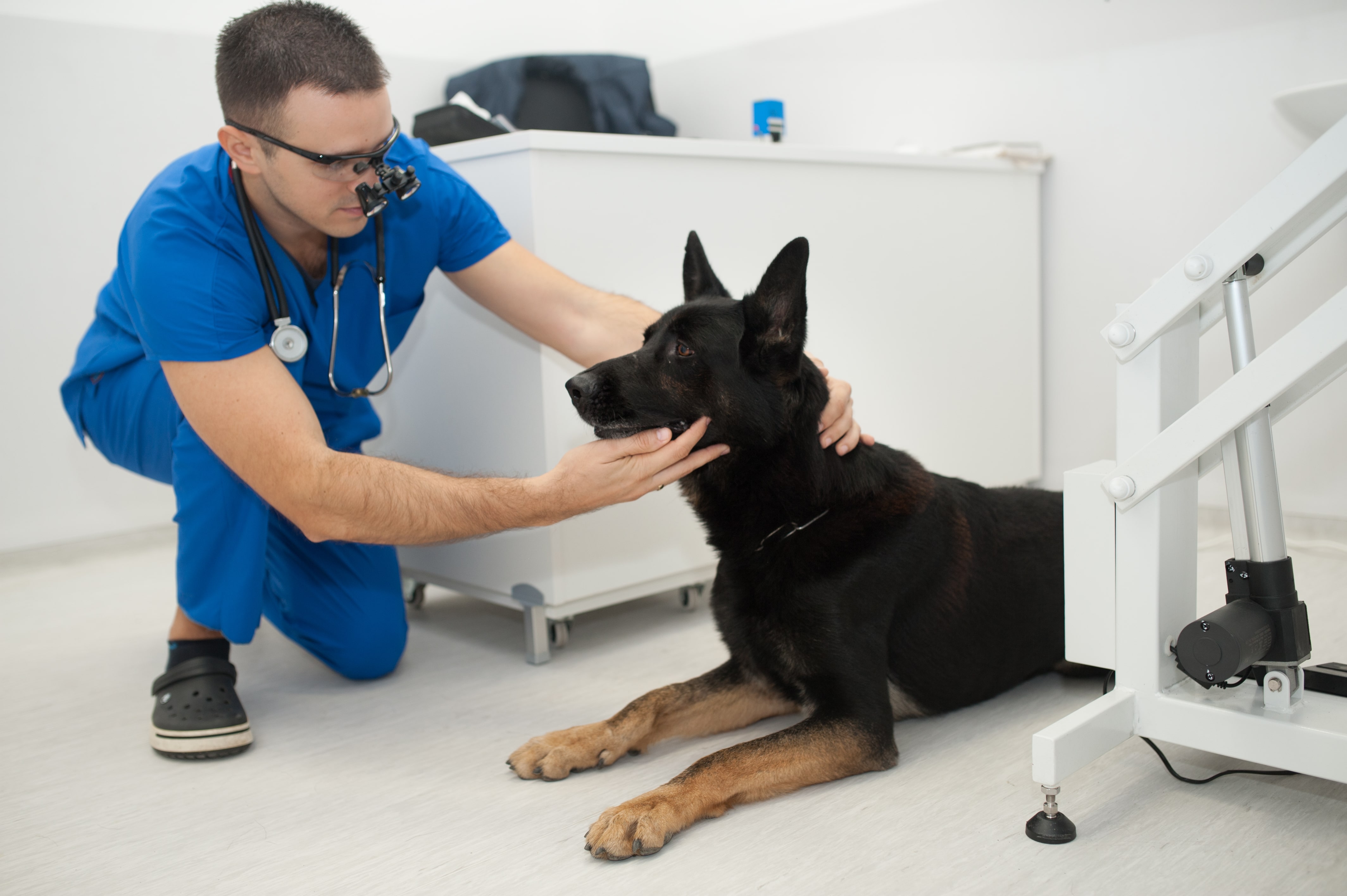 Лечение на катаракта или  перде на окото при кучета и котки
