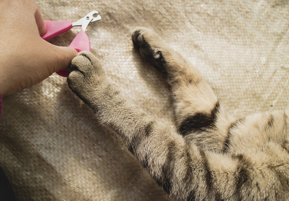 Да режем ли ноктите на котето или да го оставим да драска